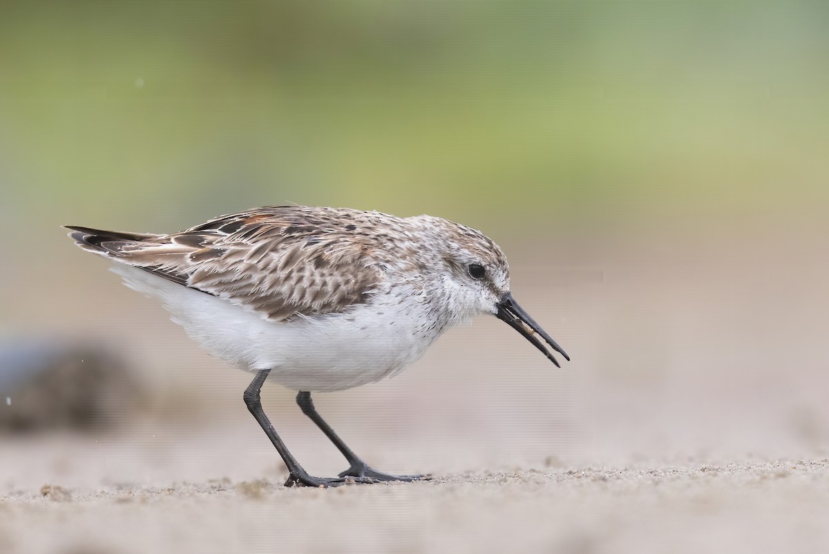 Western Sandpiper - ML639147147