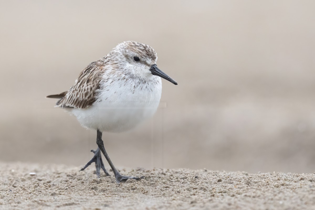 Western Sandpiper - ML639147156