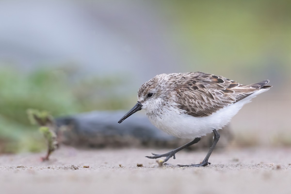 Western Sandpiper - ML639147173