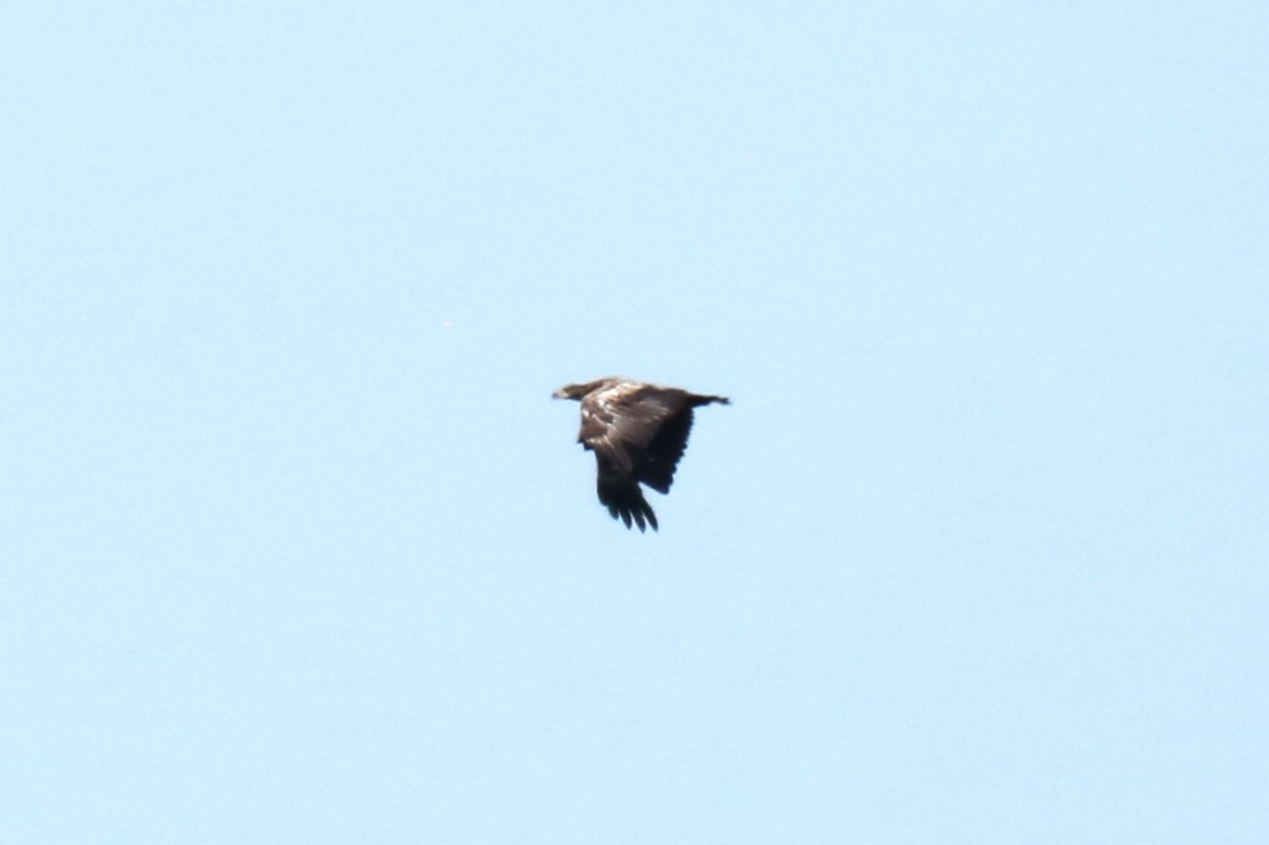 White-tailed Eagle - ML639147189