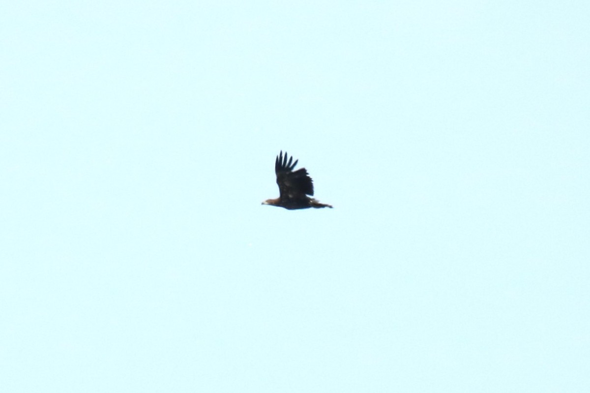 White-tailed Eagle - ML639147190