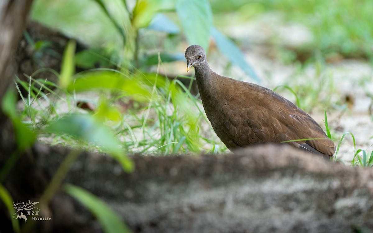 Philippinen-Großfußhuhn - ML639147210