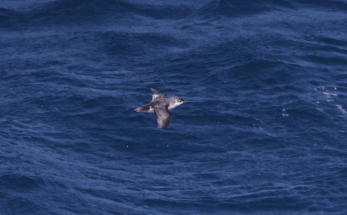 Subantarctic Shearwater - ML639147253