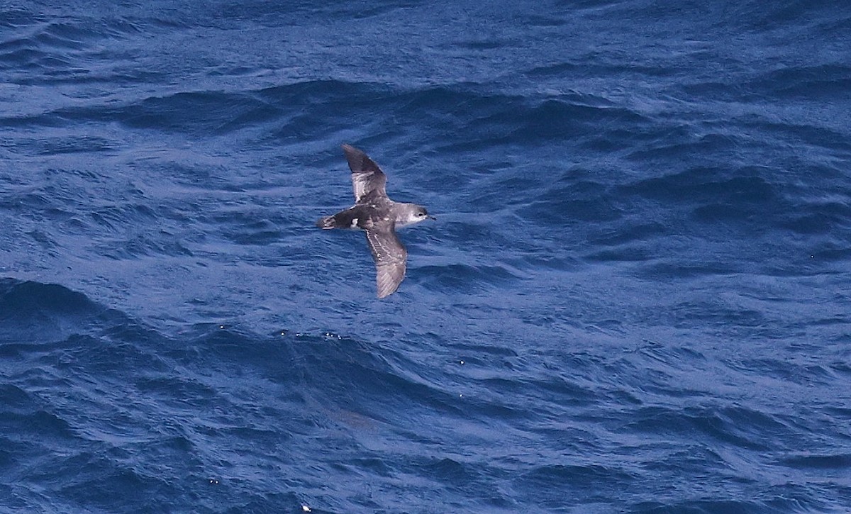 Subantarctic Shearwater - ML639147254