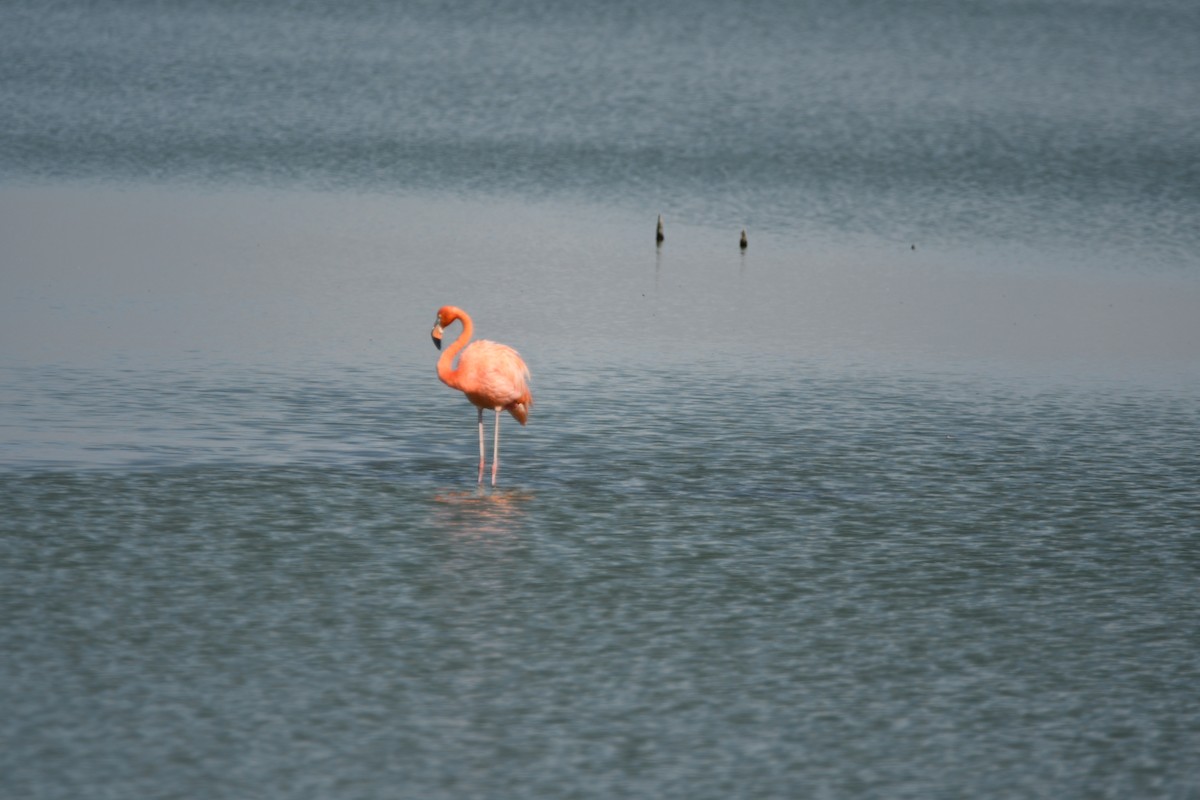 American Flamingo - ML639147266