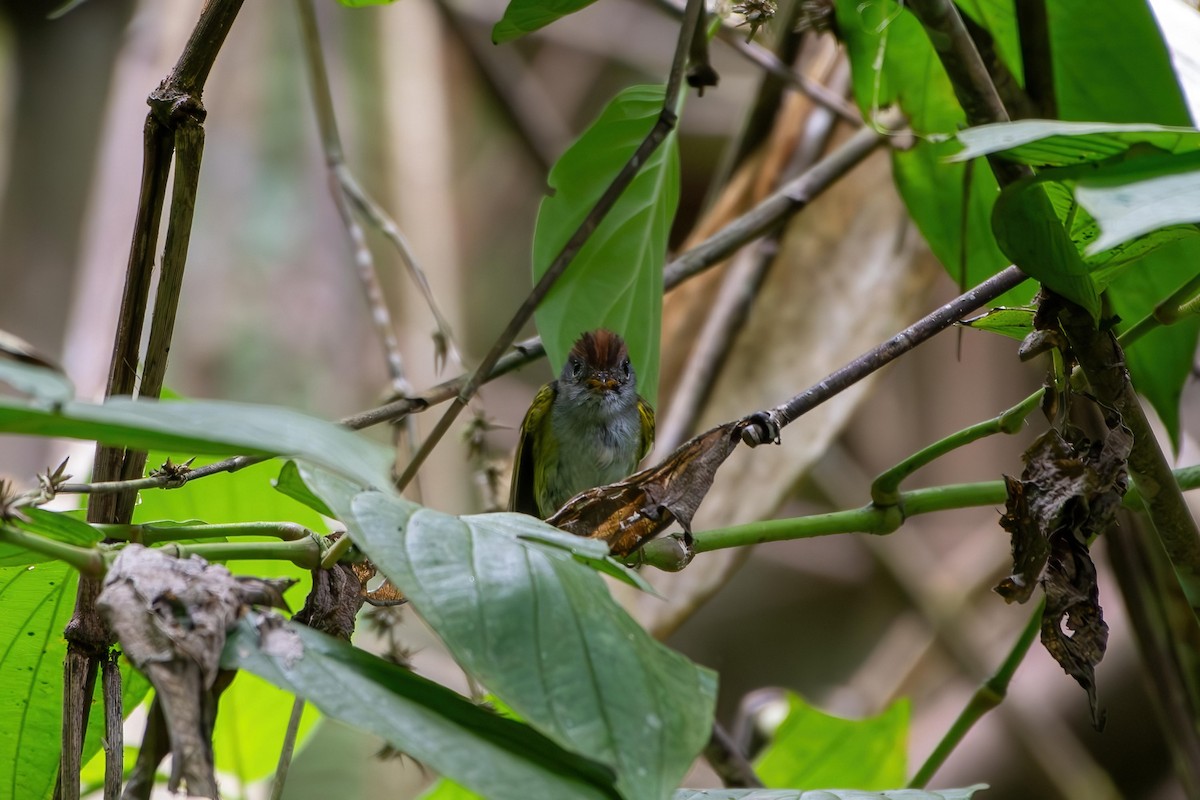 Chestnut-crowned Warbler - ML639147268