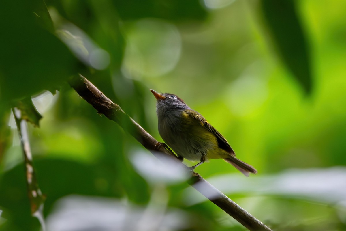 Chestnut-crowned Warbler - ML639147269