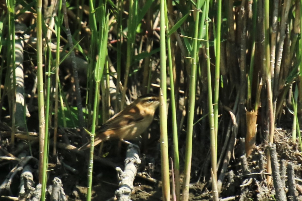 Sedge Warbler - ML639147278