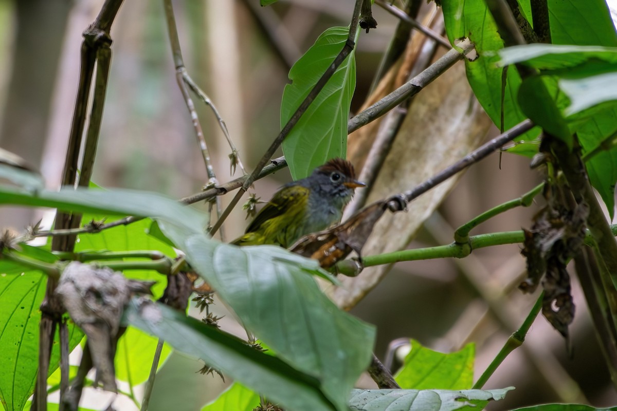 Chestnut-crowned Warbler - ML639147283