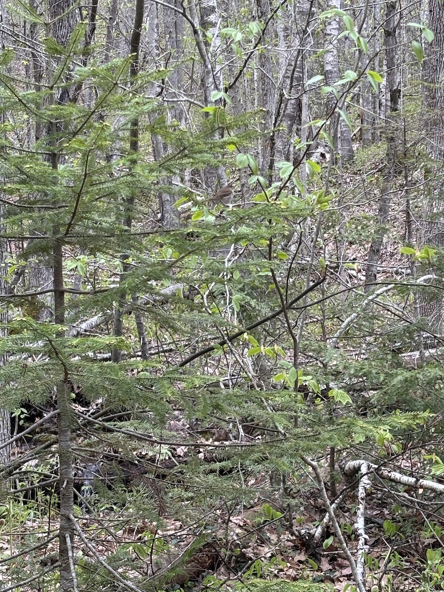 Hermit Thrush - ML639147285