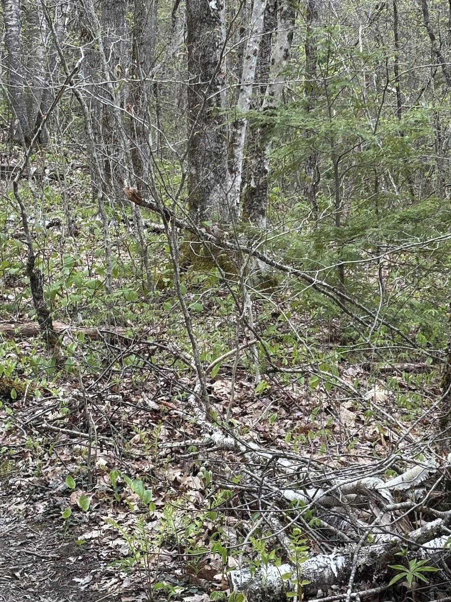 Hermit Thrush - ML639147286