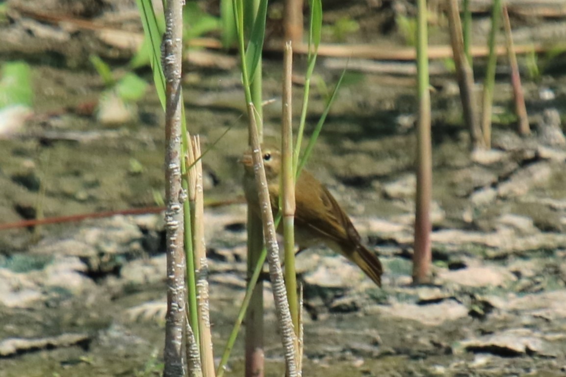 Common Chiffchaff - ML639147310