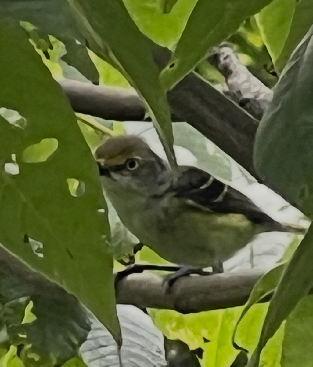 White-eyed Vireo - ML639147409