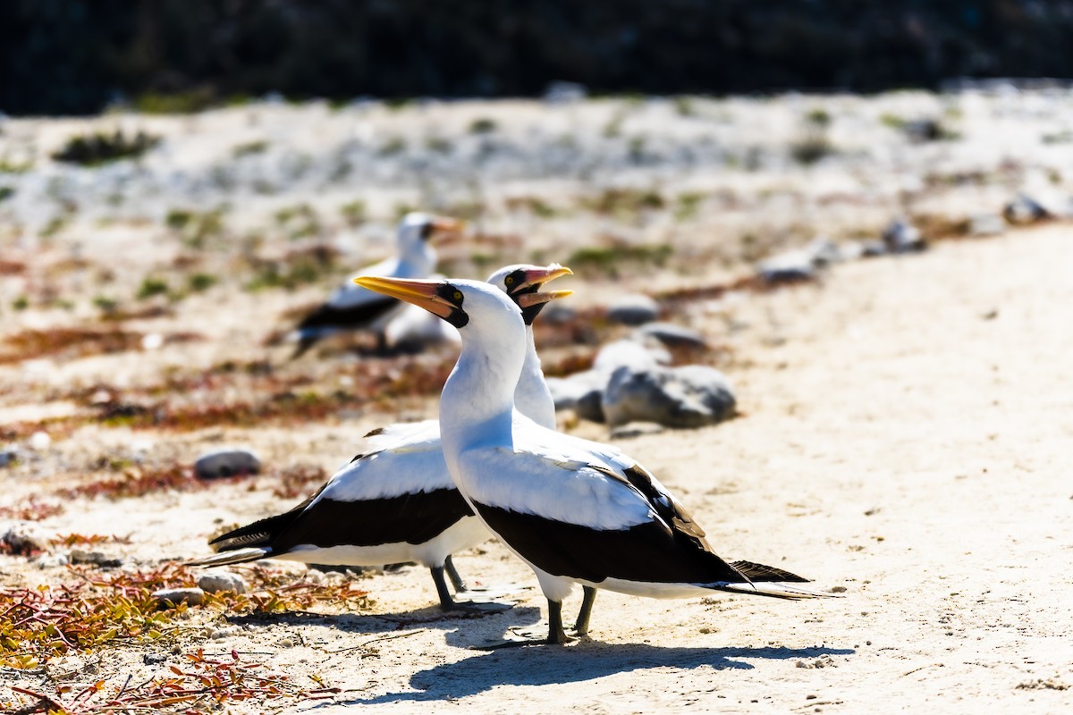 Nazca Booby - ML639147436
