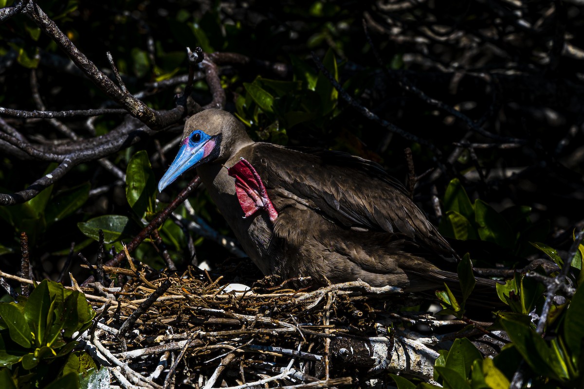 Red-footed Booby - ML639147438