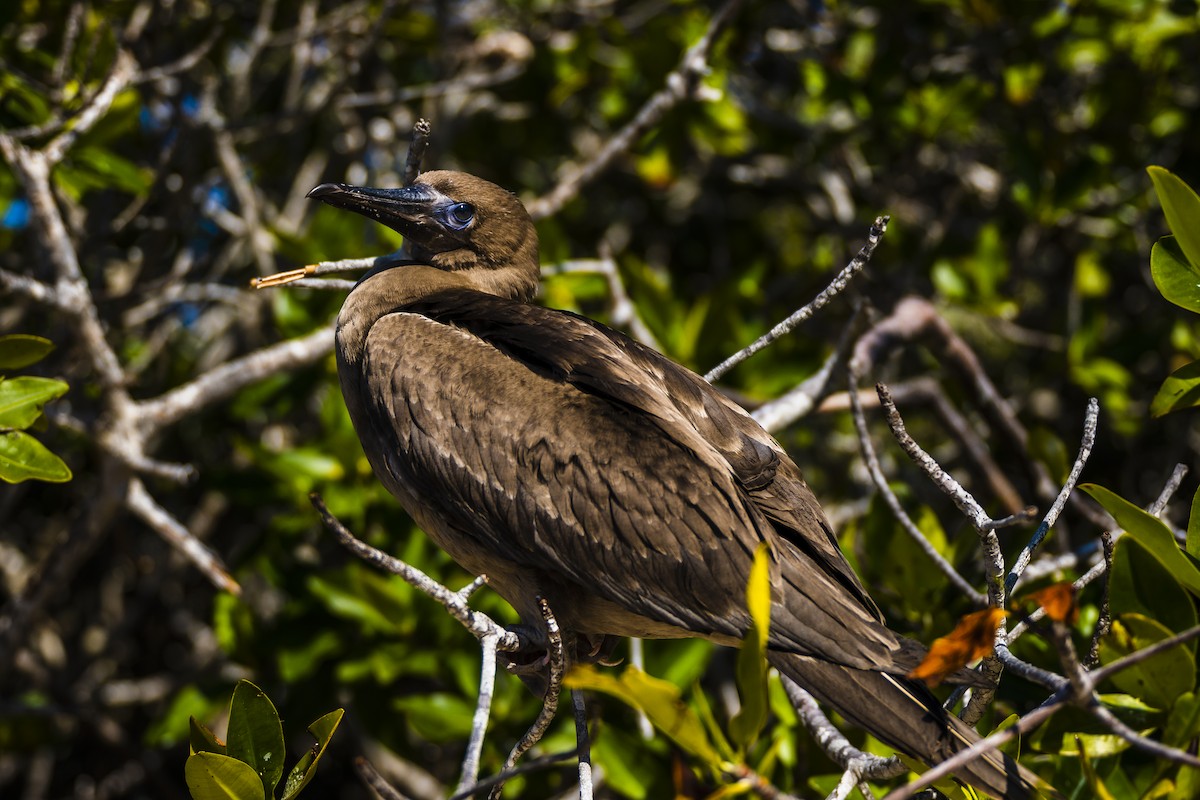 Red-footed Booby - ML639147446
