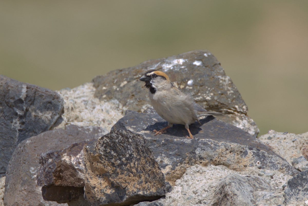 Saxaul Sparrow - ML639147454
