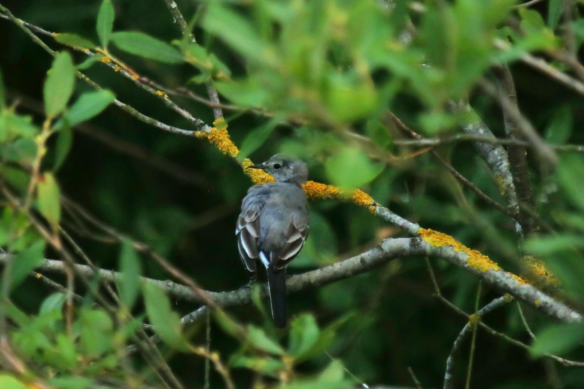 White Wagtail - ML639147462