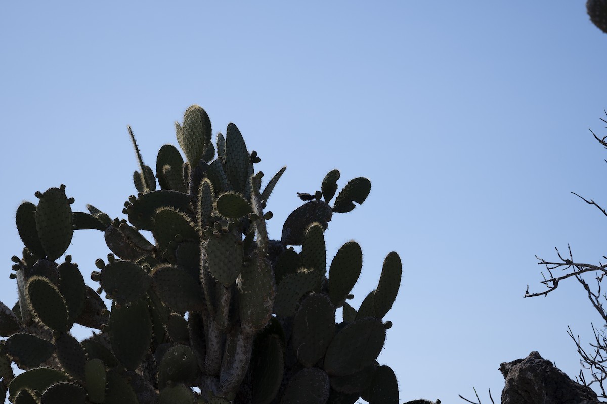 Genovesa Cactus-Finch - ML639147464