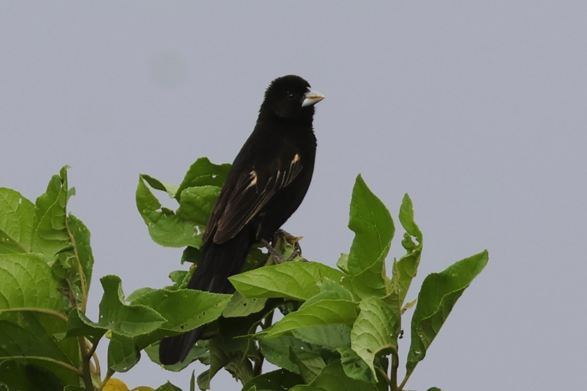 Marsh Widowbird - ML639147486