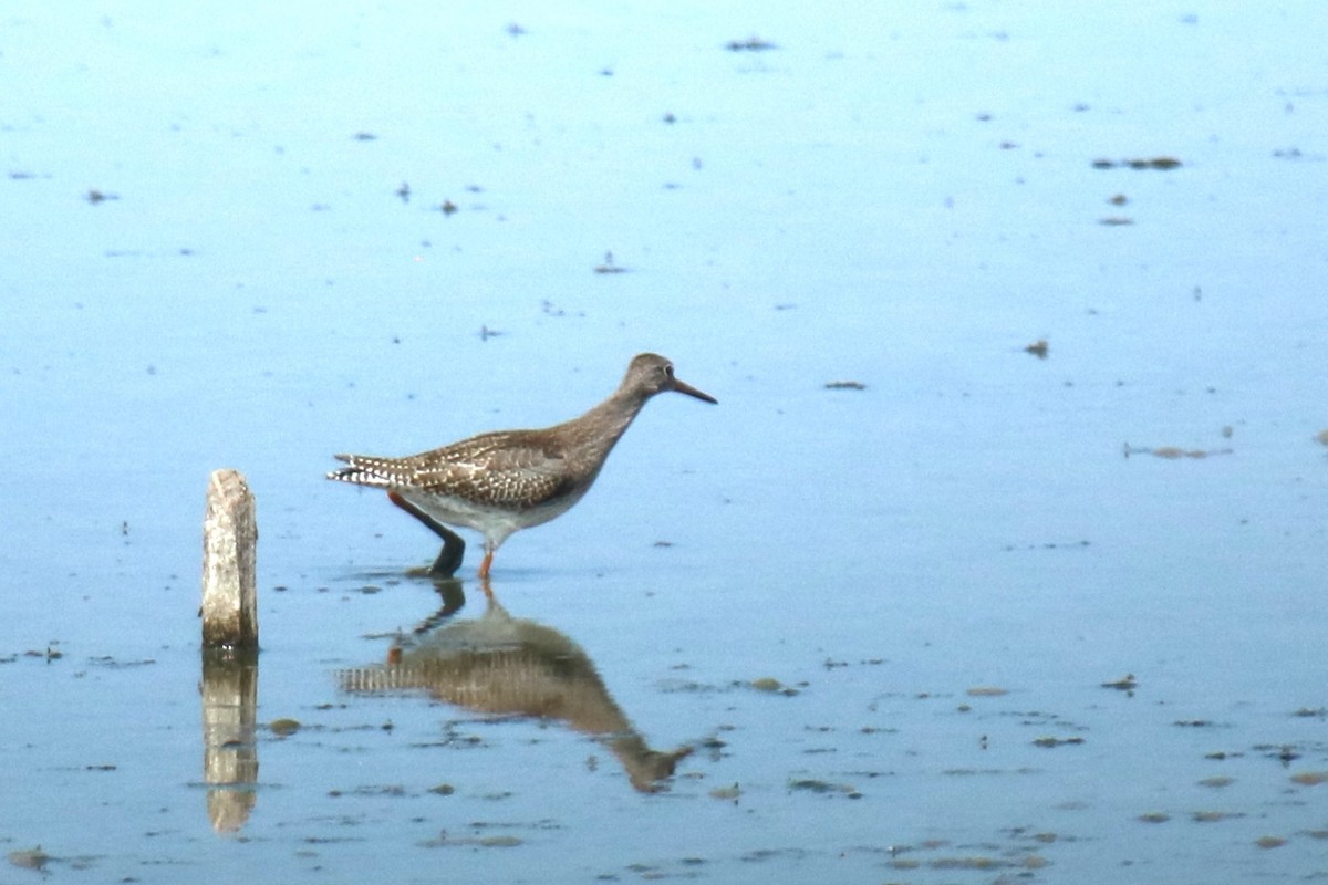 Common Redshank - ML639147512