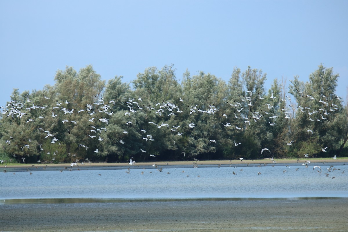 Pied Avocet - ML639147586