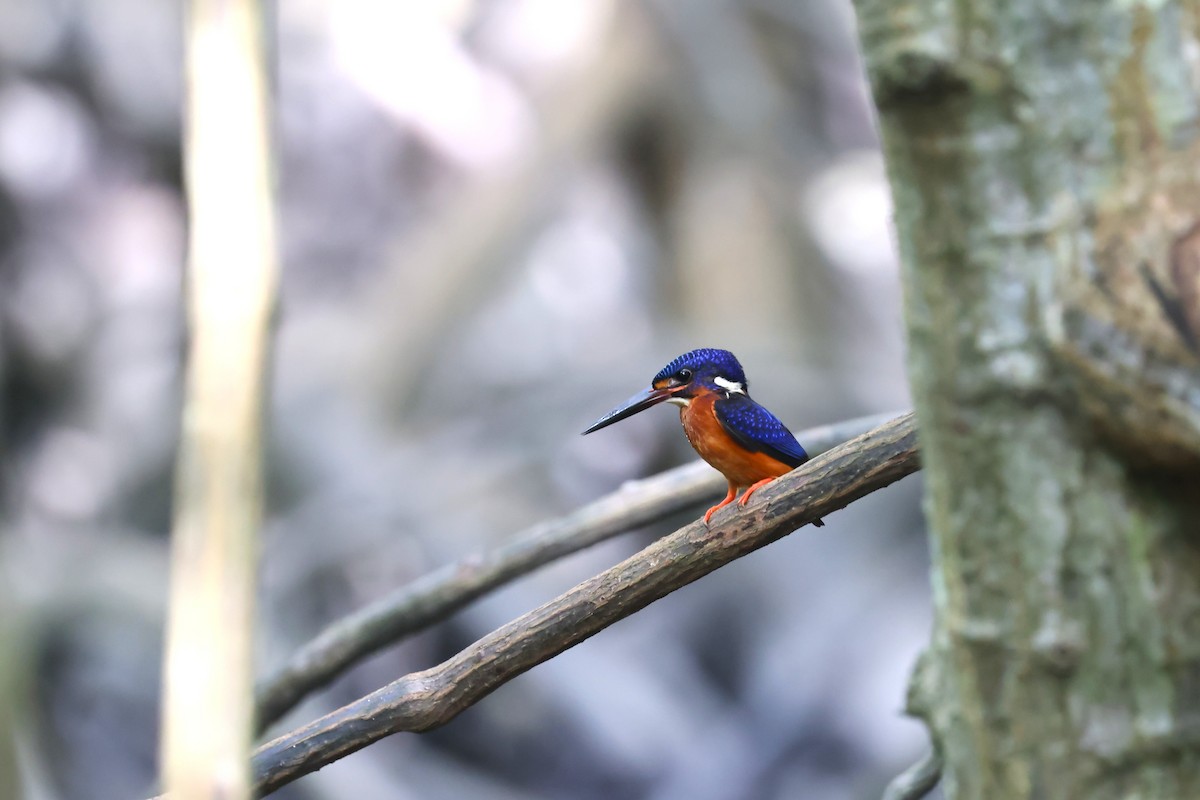 Blue-eared Kingfisher - ML639147706