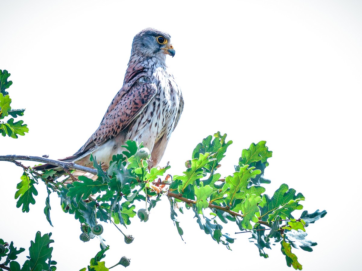 Eurasian Kestrel - ML639147707