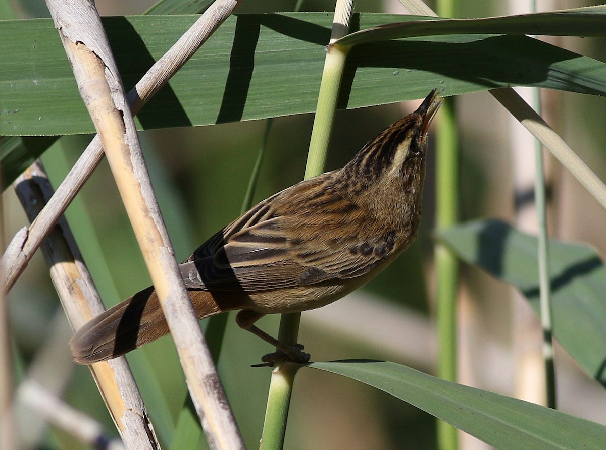 Sedge Warbler - ML639147712