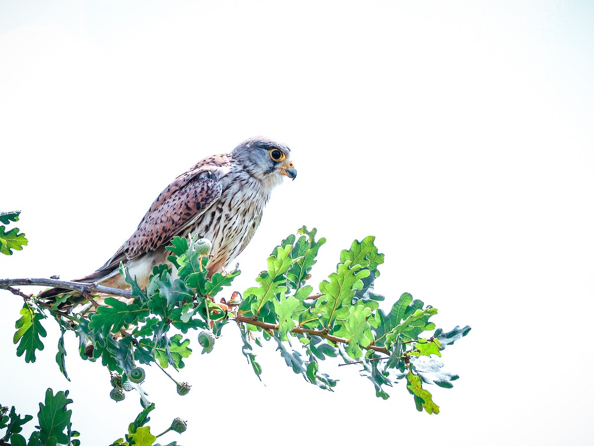 Eurasian Kestrel - ML639147717