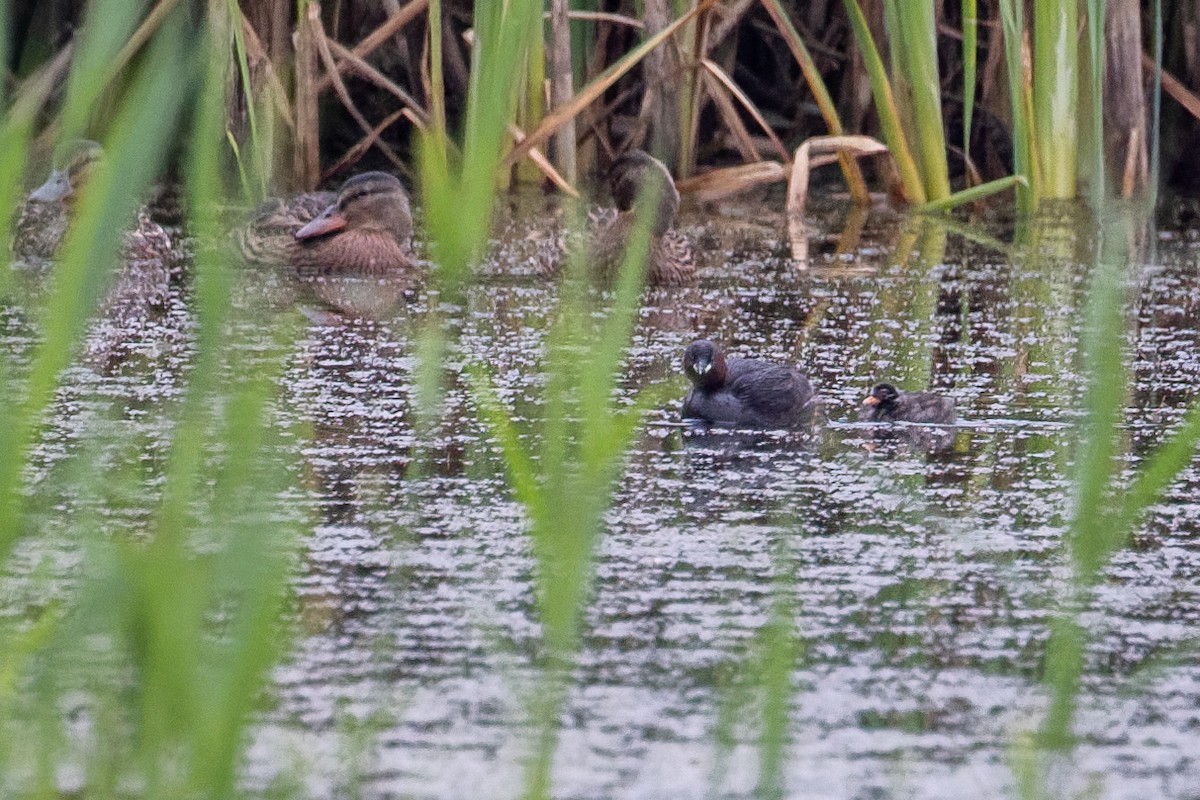 Little Grebe - ML639147718