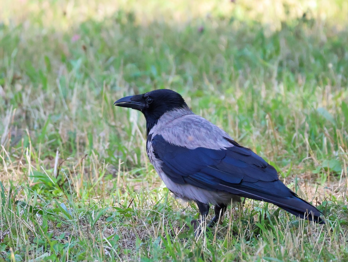 Hooded Crow - ML639147719