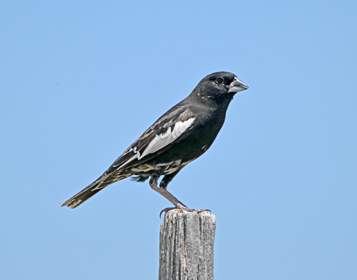 Lark Bunting - ML639147721