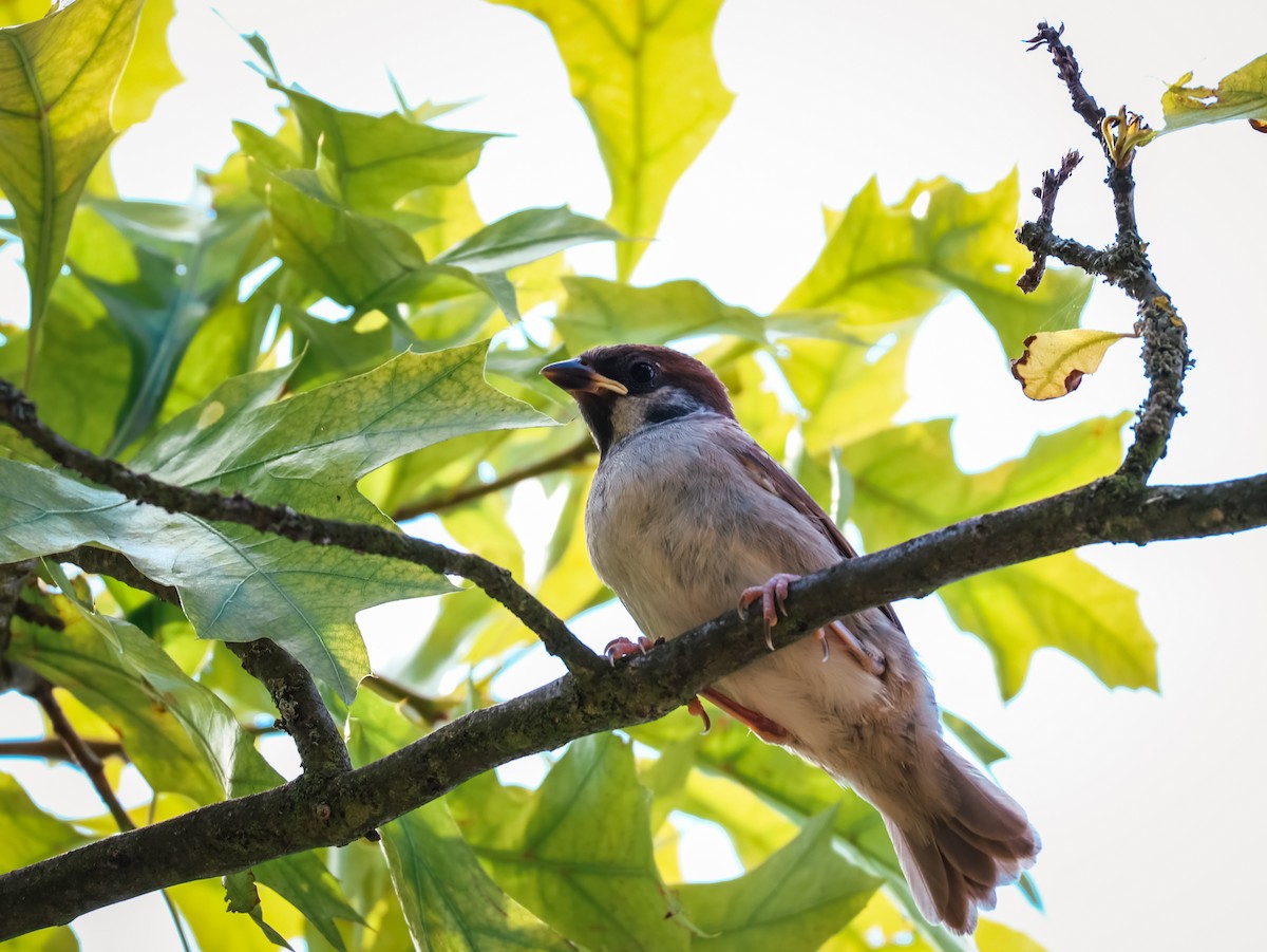 Eurasian Tree Sparrow - ML639147723