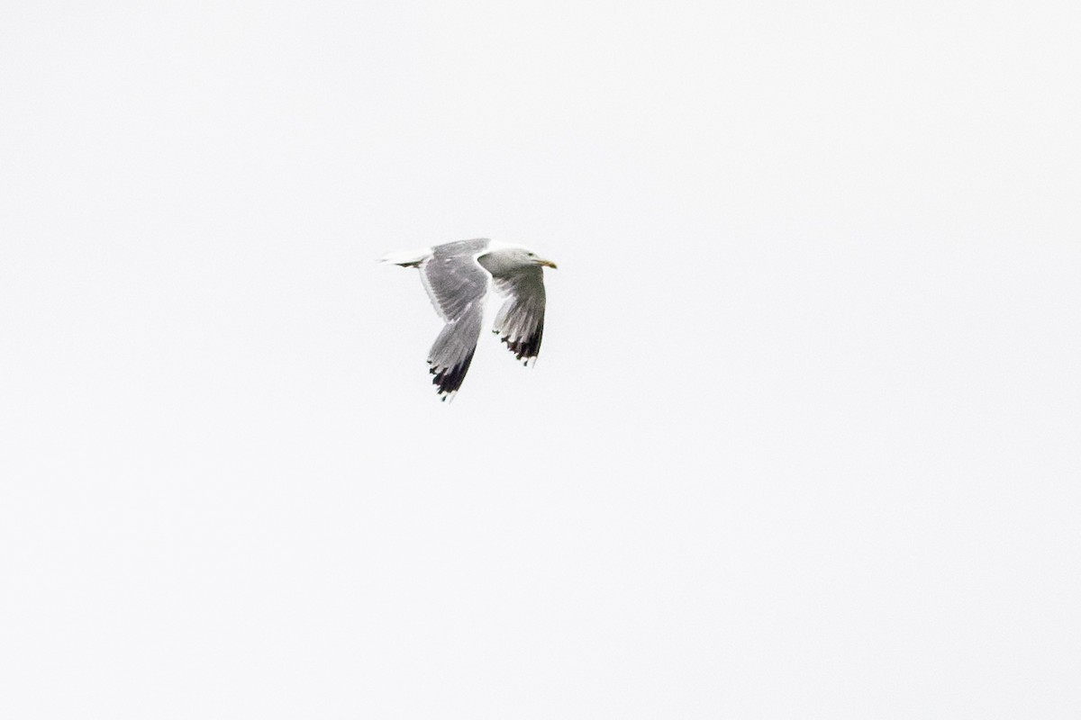 Yellow-legged Gull - ML639147724