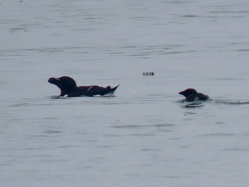 Razorbill - ML639147725