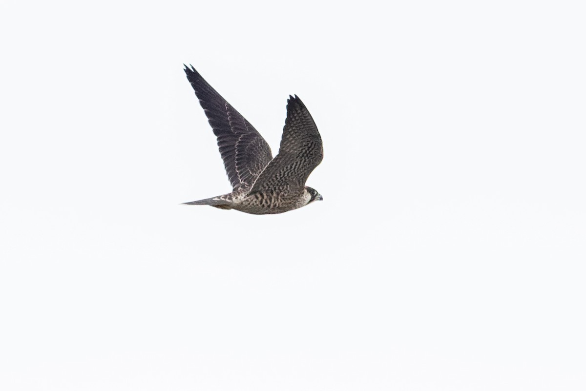 Peregrine Falcon - ML639147730
