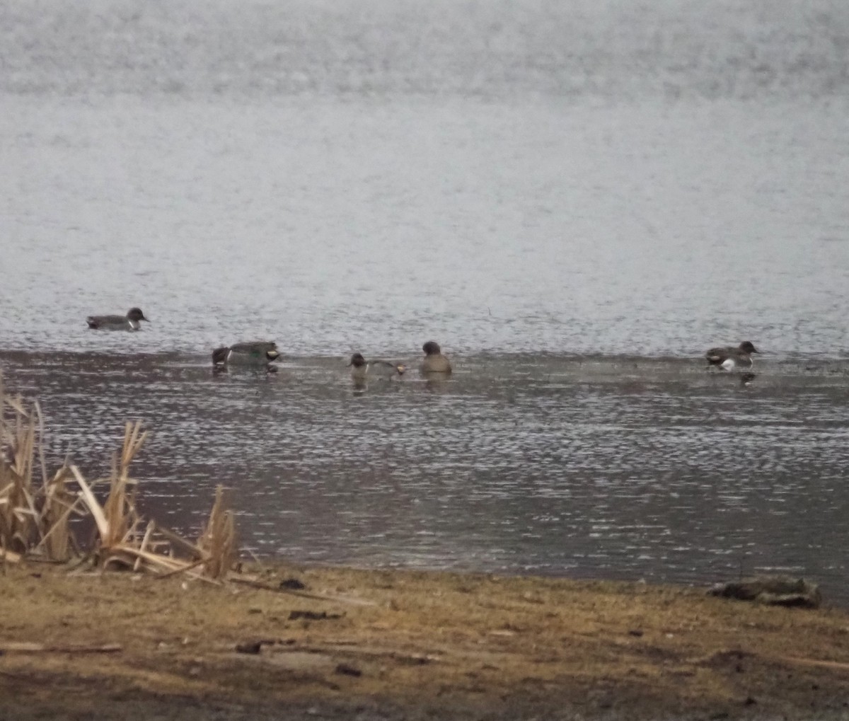 Green-winged Teal - ML639147734