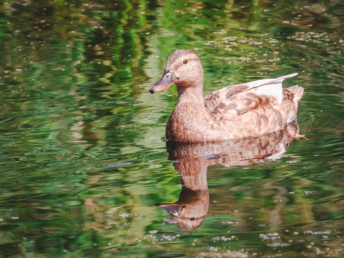 Mallard - ML639147735