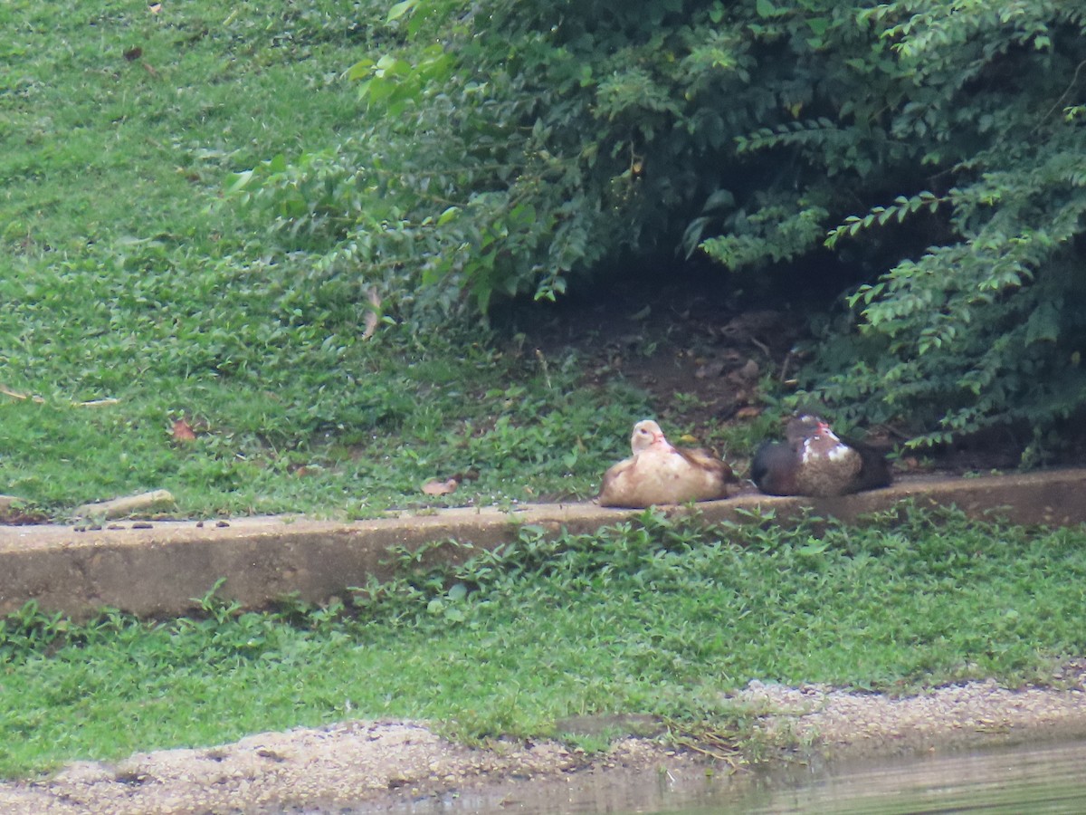 Muscovy Duck (Domestic type) - ML639147736