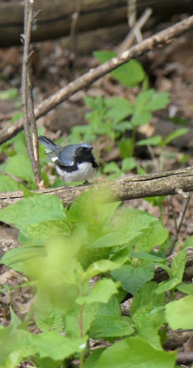 Black-throated Blue Warbler - ML639147738