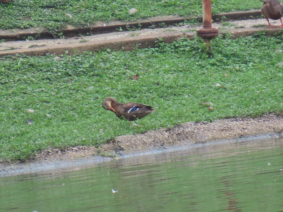 Mallard (Domestic type) - ML639147746