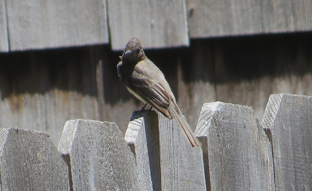 Black Phoebe (Northern) - ML639147747