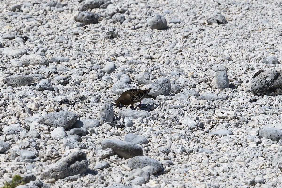 Galapagos Dove - ML639147748