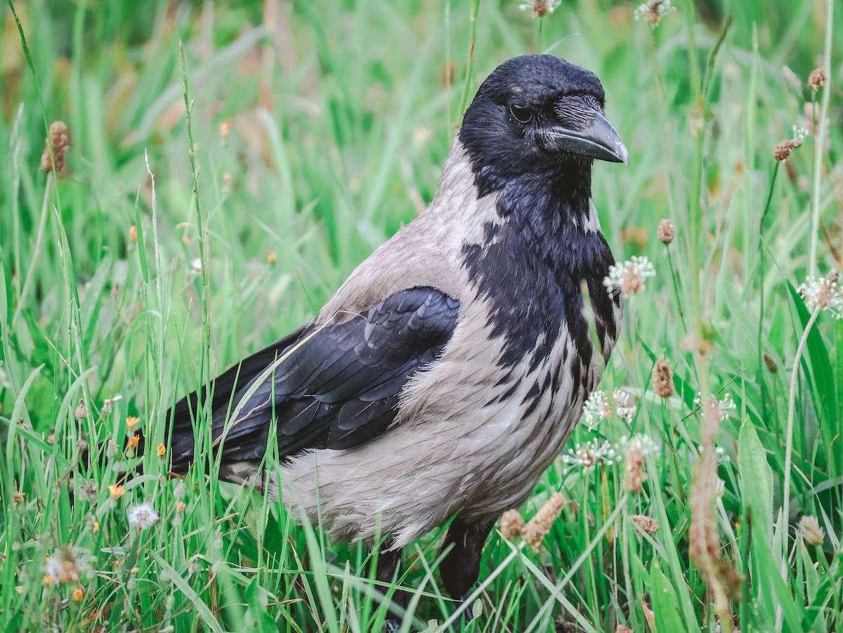 Hooded Crow - ML639147749