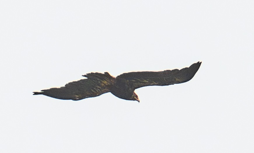 Indian Spotted Eagle - ML639147756
