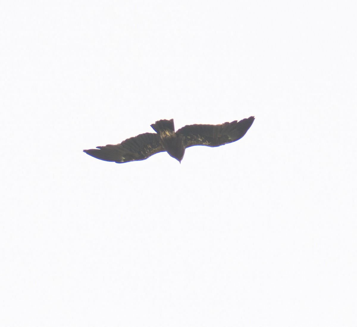 Indian Spotted Eagle - ML639147757