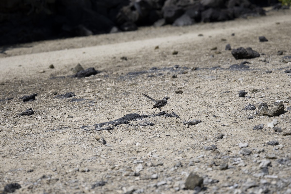 Galapagos Mockingbird - ML639147761