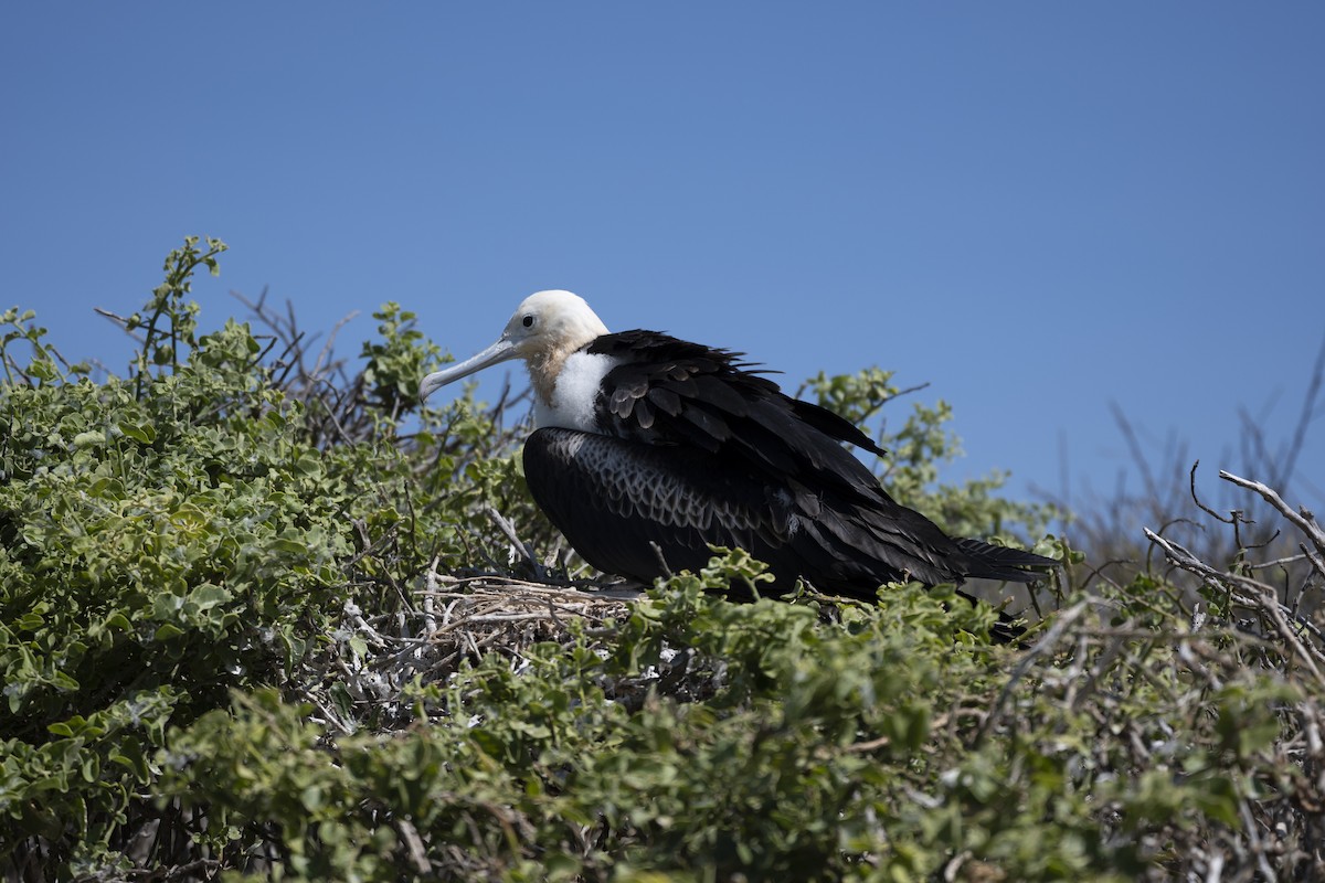 Great Frigatebird - ML639147763