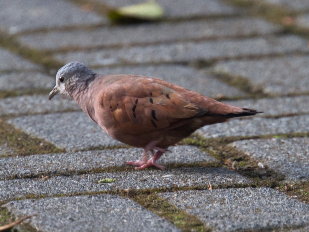Ruddy Ground Dove - ML639147867